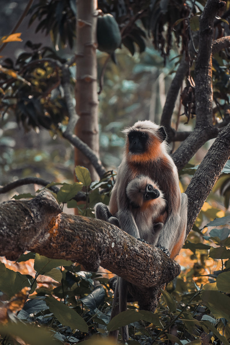 Mangabey Collection – Savage Monkey